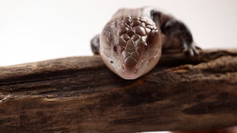 lengua azul skink saca la lengua - cabeza a la vista - un primerísimo plano - aislado sobre fondo blanco