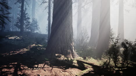 Riesenmammutbäume-Im-Riesenwaldhain-Im-Sequoia-Nationalpark