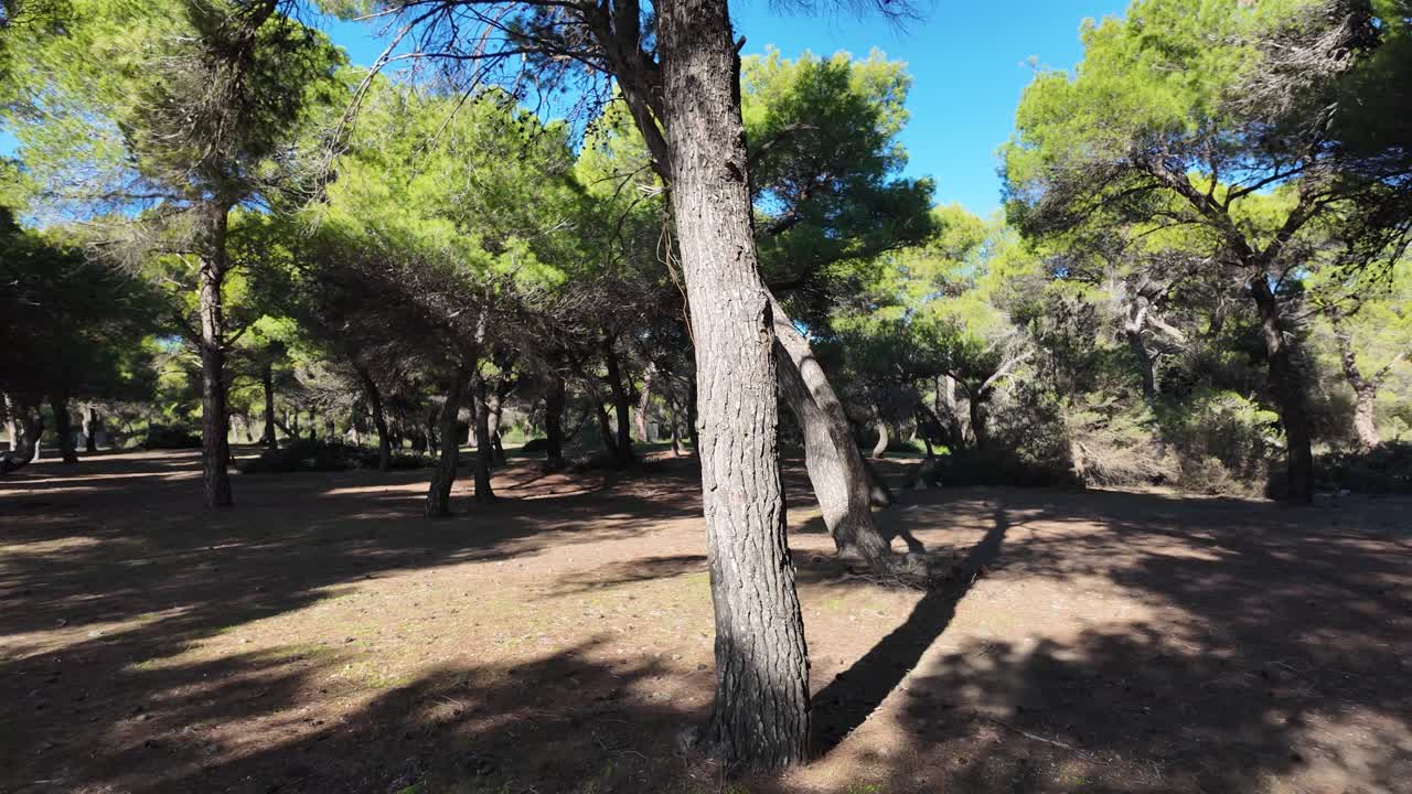 caminando lejos de un pino en el bosque