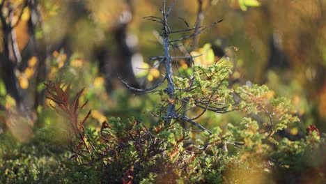 colorful vegetation in autumn tundra