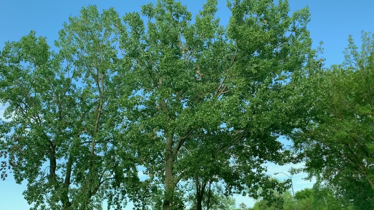 Summer green trees outdoors view