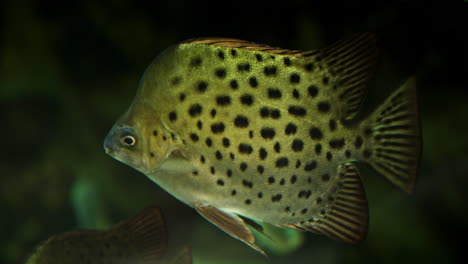 Gefleckter-Kot-Schwimmt-Unter-Wasser-Im-Pazifischen-Ozean