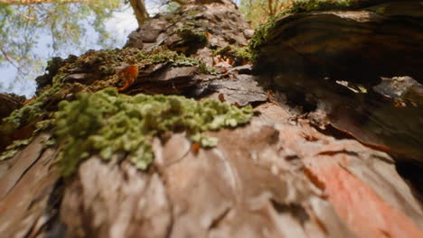 gran árbol de hoja perenne con líquenes verdes y pétalos rojos