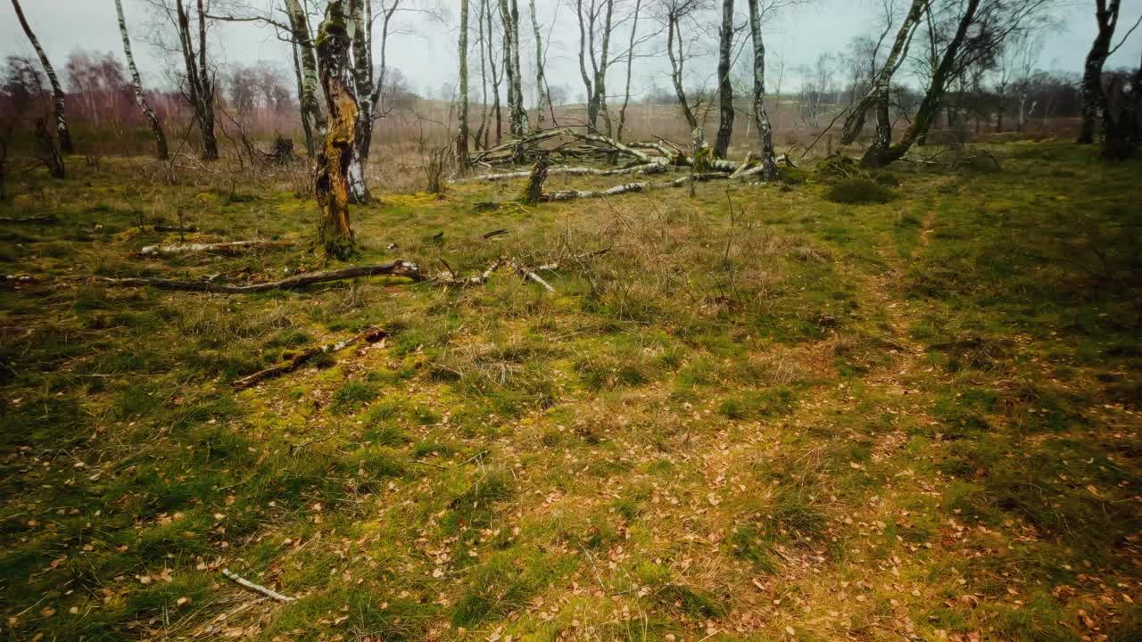 Droge, dode en kale berkenbomen in een winters heidelandschap, POV dolly-in