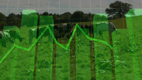 rural dairy cows grazing on green pasture showing translucent bar charts and rising line graph