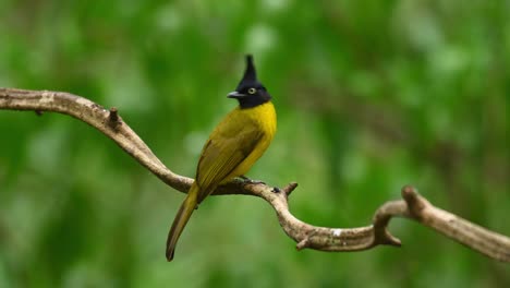 black-crested bulbul, pycnonotus flaviventris