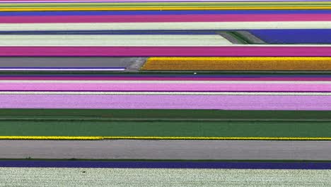 beautiful differently colored rows of tulips on field, wide aerial pan