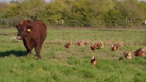 large brown bull grazes next to chickens on grass farmland in slow motion