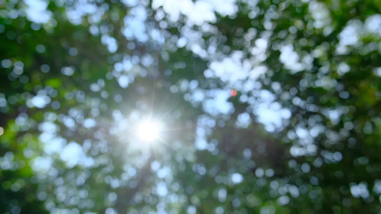 정원에서의 보케