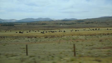 cows graze in picturesque mountainside pasture