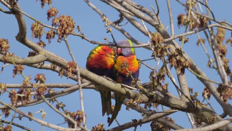 lorikeets arco iris durmiendo juntos sentados en la rama del árbol