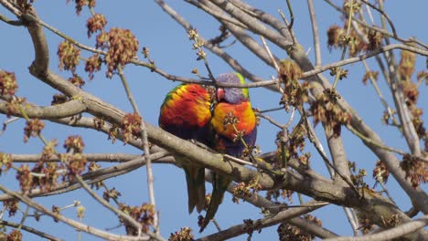 rainbow lorikeets sleeping together sitting on tree branch