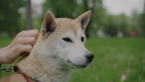 dog getting a head pet in a park