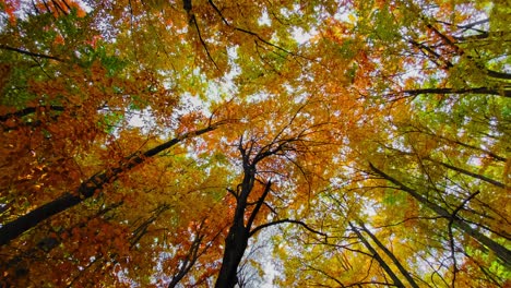 beautiful autumn leaves on the trees in the forest of sofia no person