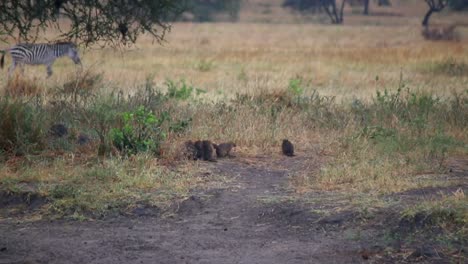 Mongoose-family-on-the-savannah-as-a-Zebra-walking-across-the-frame-in-the-grass-and-stopping-in-the-middle