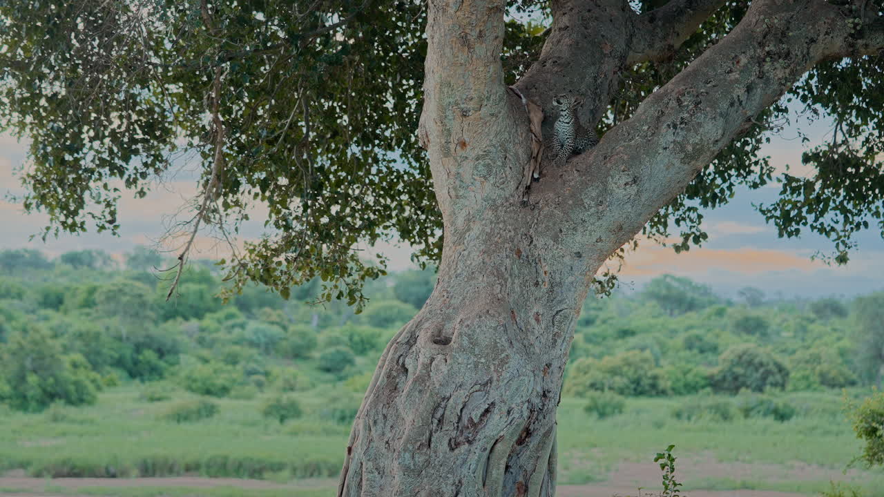 Leopard Cub in a Tree
