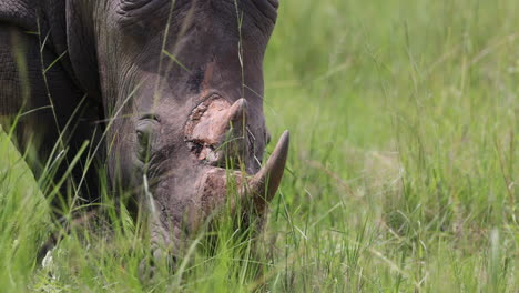 A-lone-White-Rhino-walking-and-eating-on-the-grasslands-in-Uganda,-Africa