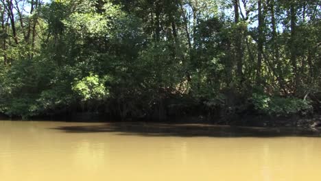 árboles alrededor del río tarcoles en costa rica