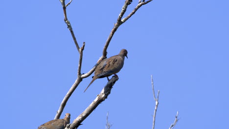 vista trasera de una paloma de luto en una rama sin hojas