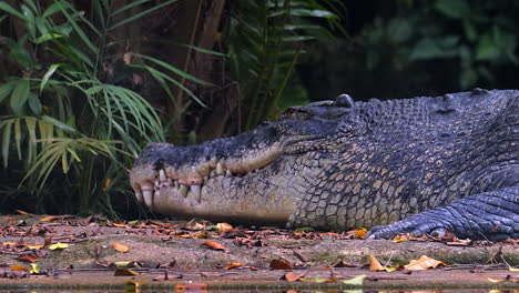 Ein-Mündungs--Oder-Salzwasserkrokodil,-Das-Sein-Maul-öffnet,-Um-Seine-Körperwärme-Abzukühlen---Nahaufnahme