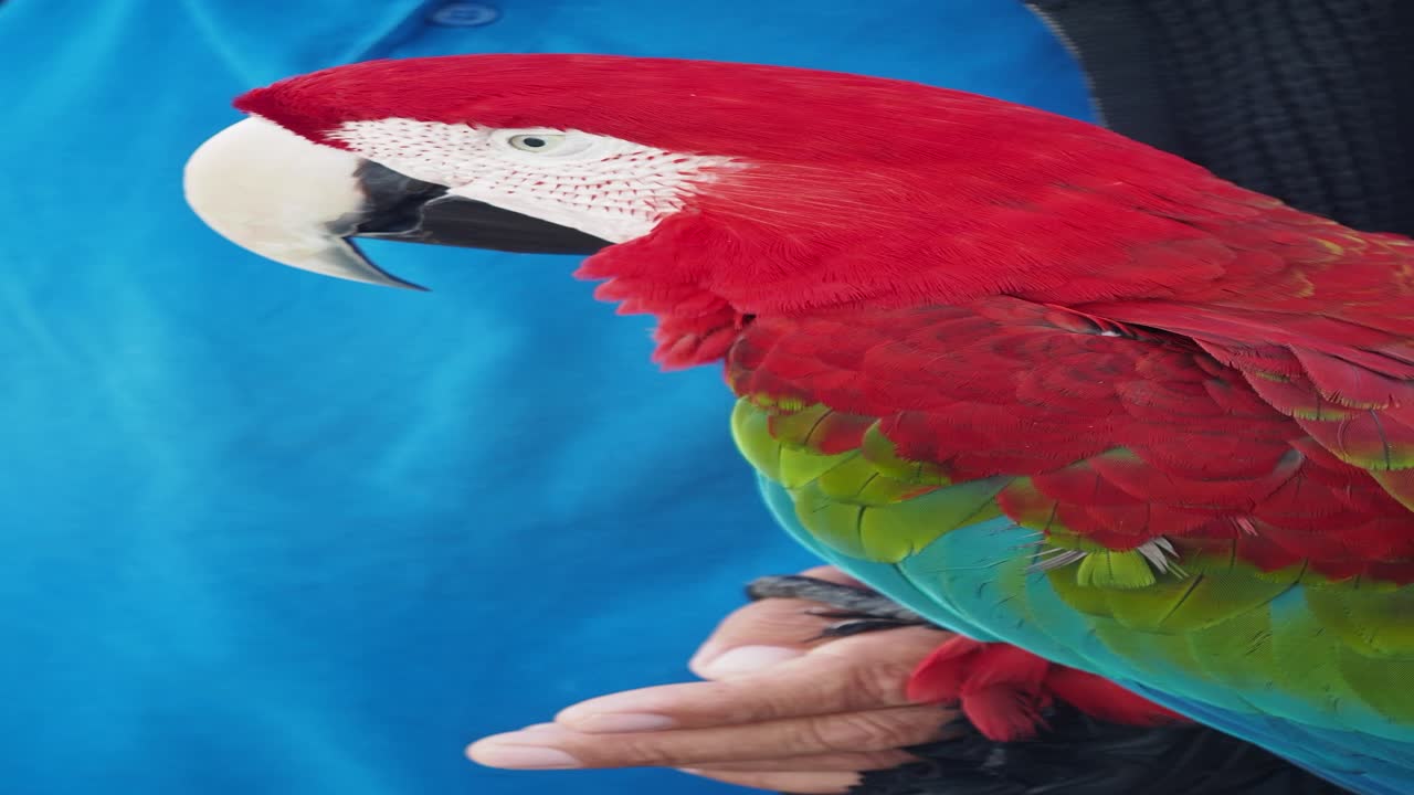guacamayo rojo en la mano de una persona