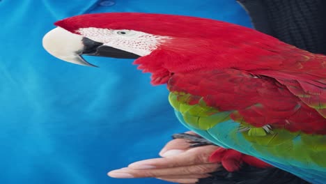 guacamayo rojo en la mano de una persona