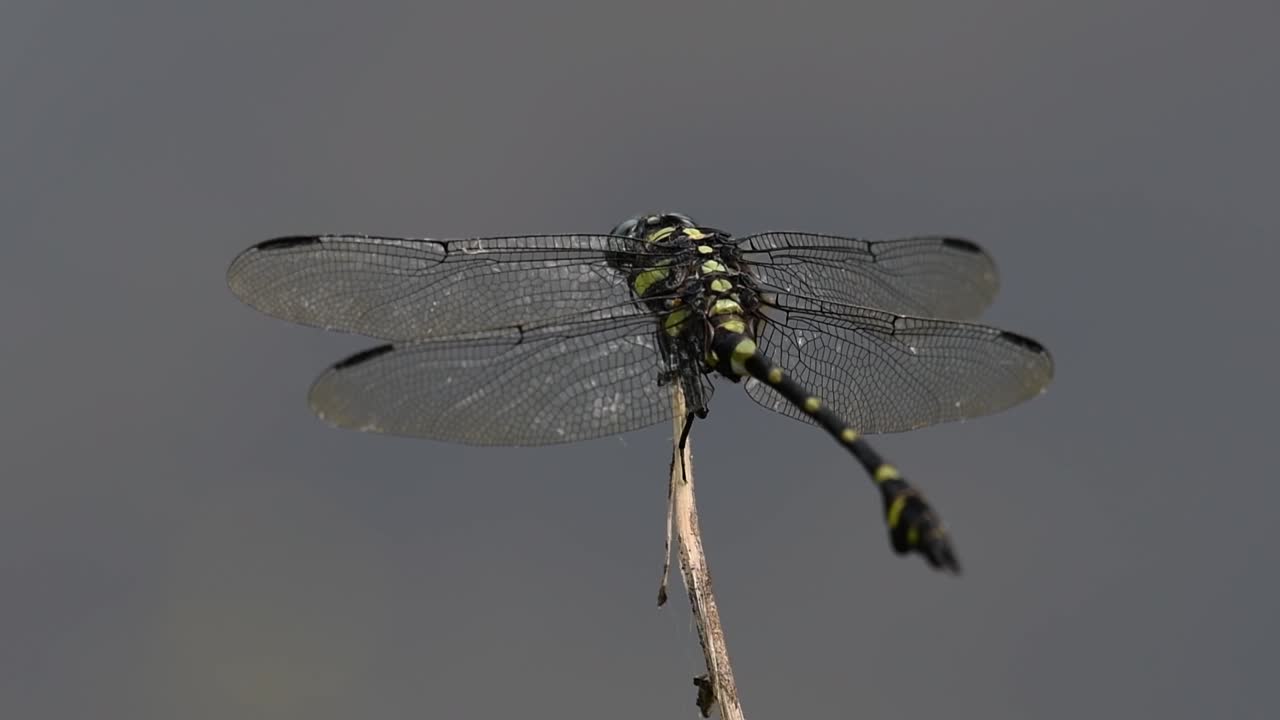 la libélula de cola de brida común se ve comúnmente en tailandia y asia