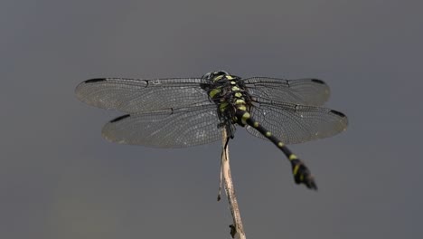 the common flangetail dragonfly is commonly seen in thailand and asia