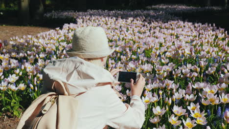 Tourist-Takes-Photos-of-Dutch-Tulips