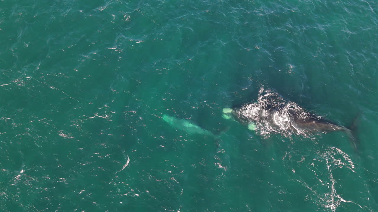 Humpback whale swimming in clear blue water near Puerto Madryn, showcasing Patagonian marine life, spout blowhole rises as it guides child