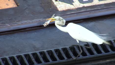 Silberreiher,-Der-Ihren-Fang-An-Den-Gatun-Schleusen-Trägt