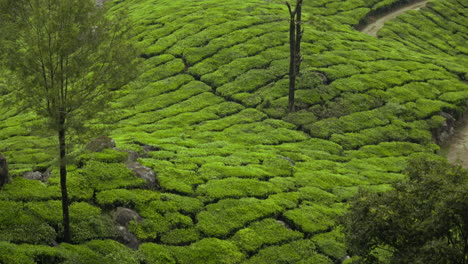 beautiful tea plants