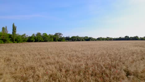 Toma-Aérea-Baja-Sobre-Flores-Rojas-En-Un-Campo-De-Trigo-En-Francia.