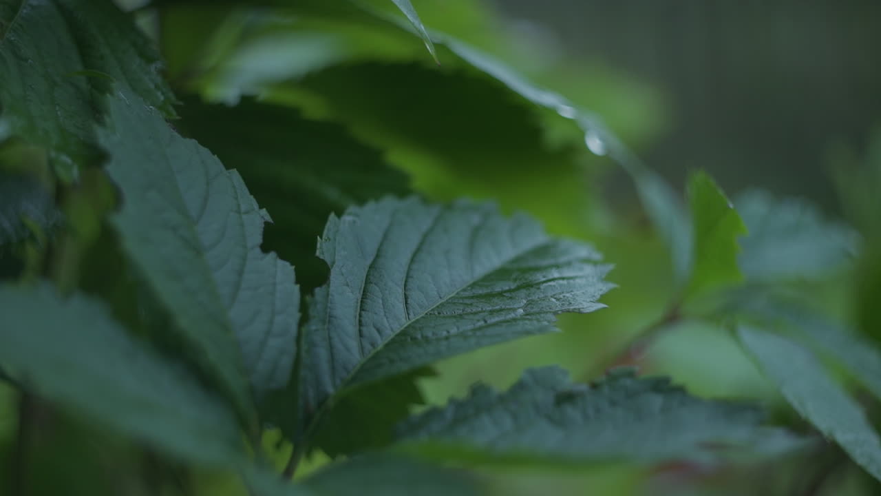 Close-up view of wet leaves