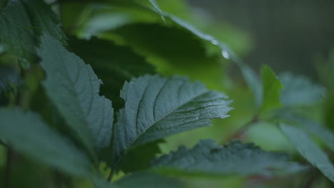 close-up view of wet leaves
