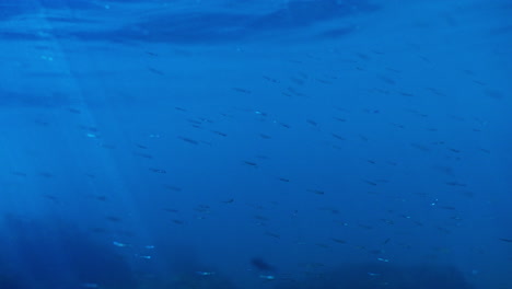 escuela de peces pequeños en azul profundo