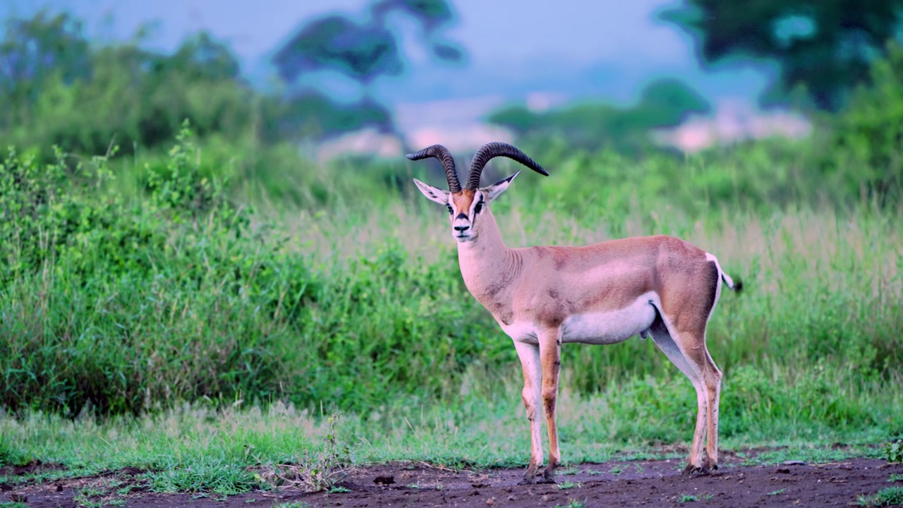 Séquence cinématographique animalière d'un impala mâle immobile en train de mâcher dans le parc national d'Amboseli, Kenya, présentant un comportement d'alerte dans son habitat naturel de savane africaine.