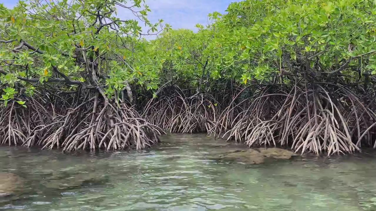 En frodig mangroveskog frodas längs kusten. Den fungerar som en naturlig buffert mot vågor för att förhindra erosion. Detta unika ekosystem erbjuder en rik livsmiljö för flora och fauna.