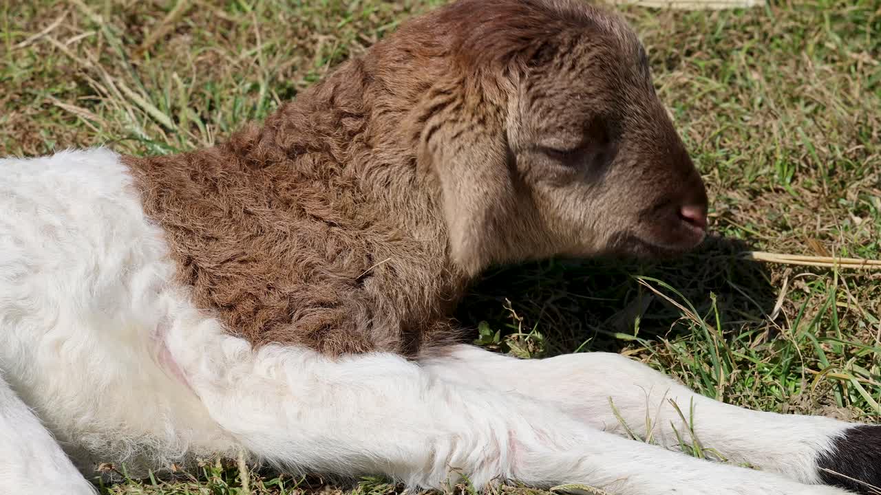 Brown and white lamb lies calmly on grass under bright sunlight, camera remains steady throughout
