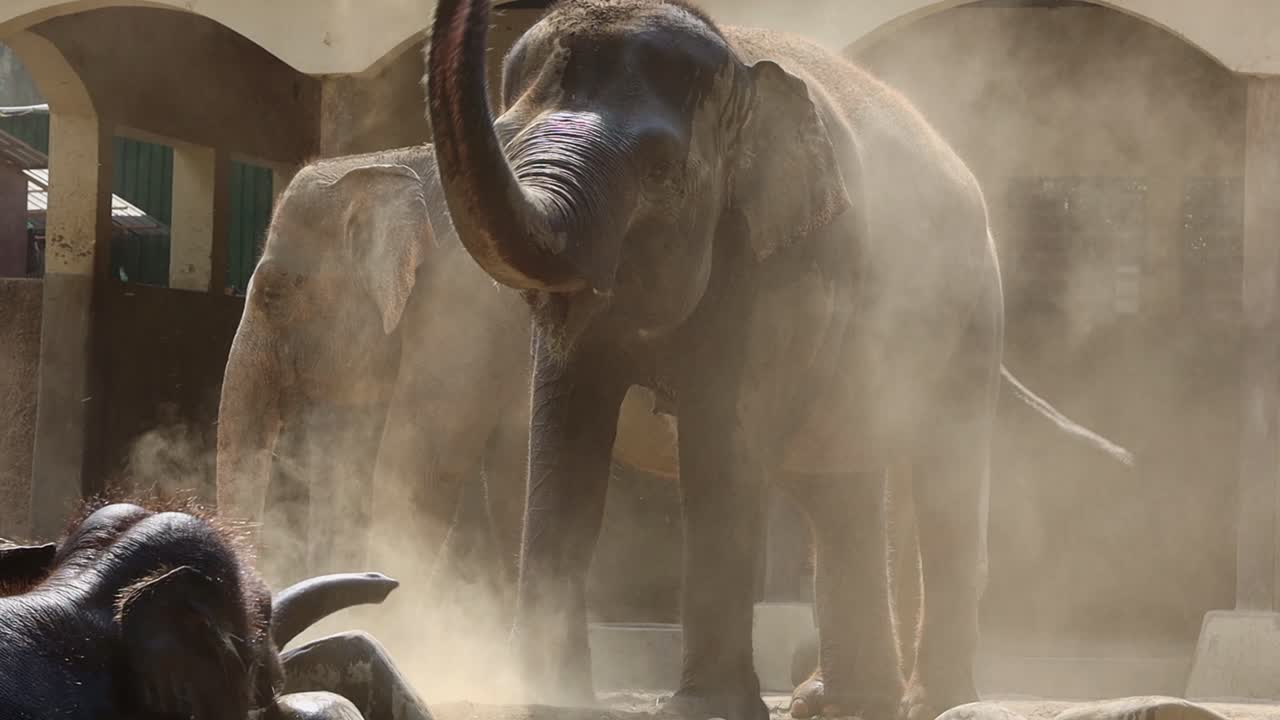 Elefanter støvbader i en zoologisk have