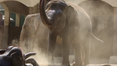 elephants dusting in a zoo