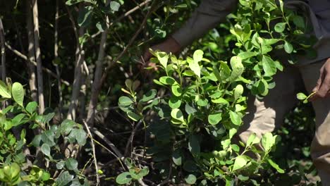 yerba mate harvest by hand in argentina, plant harvest in latin america