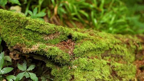 close-up of mossy log in lush forest