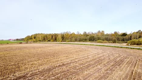 flying over a plowed field towards beautiful autumn forest while birds are flying near the drone