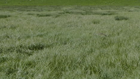 common crane walking in the midst of tall green grass near the swamp