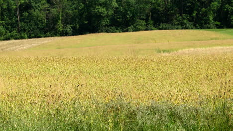 a field of wheat in the warm afternoon sunshine in a slight breeze