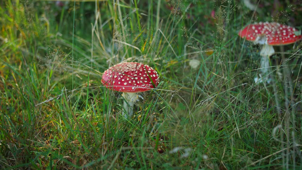 The fly agaric mushroom of fairy tales, pair of red white dotted fungus in wild green meadows