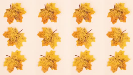 patrón de otoño hojas amarillas girando en tema beige. detener el movimiento