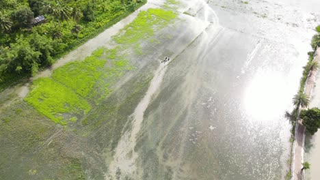 lonely farmer with buffalo working in wet fields of bangladesh, aerial view