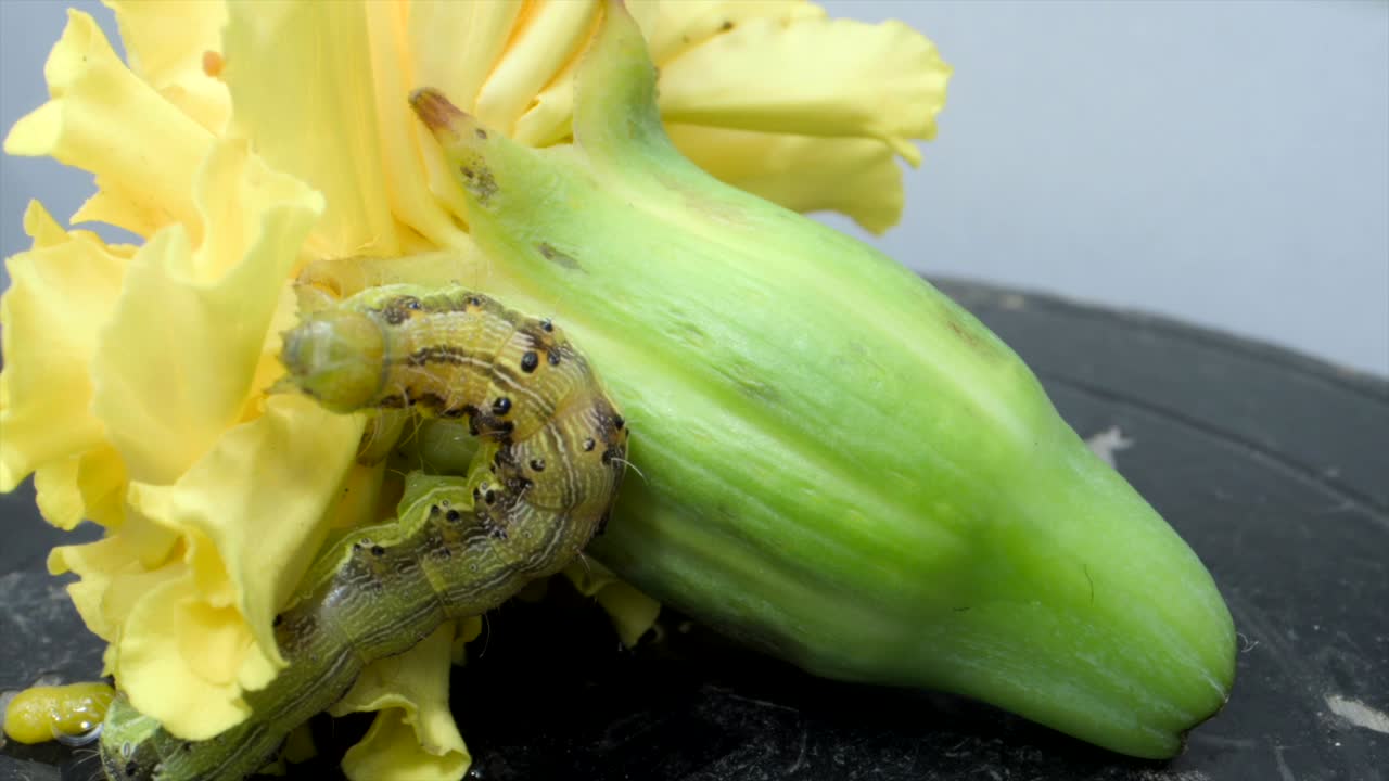 insecto oruga en busca de alimento en la flor